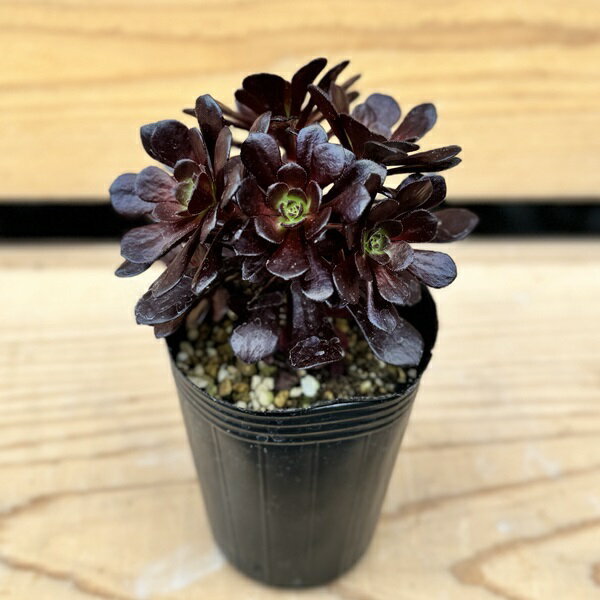 おしゃれ　観葉植物：アエオニウム　レッドサン*プラポットのサムネイル