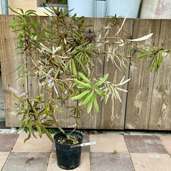 観葉植物 鉢花 苗：バンクシア プラジオカルパ*7号　Banksia plagiocarpa　現品をお届け
