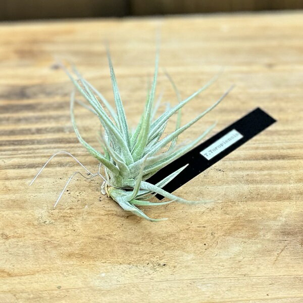 観葉植物：チランジア エアープランツ トロピエンシス R*エアプランツ Tillandsia toropiensis