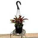 おしゃれ 着生植物 観葉植物 選べる:ネオレゲリア*4号 吊り鉢 アドニス サンセットボール ディアブロネグロ ファイヤーボール