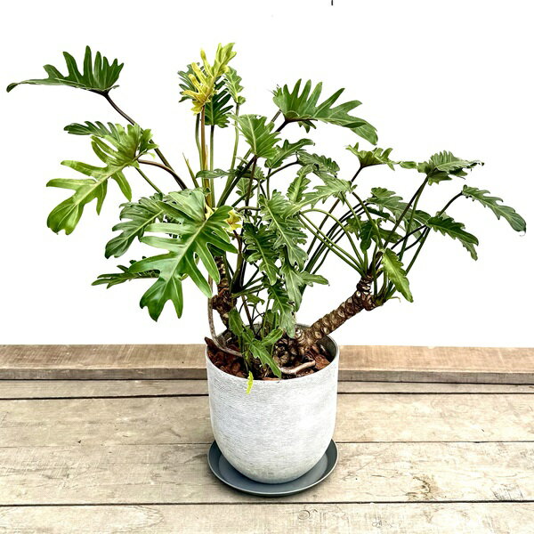 おしゃれ 観葉植物：クッカバラ 鉢植え 受皿付*フィロデンドロン ザナドゥ（gray）