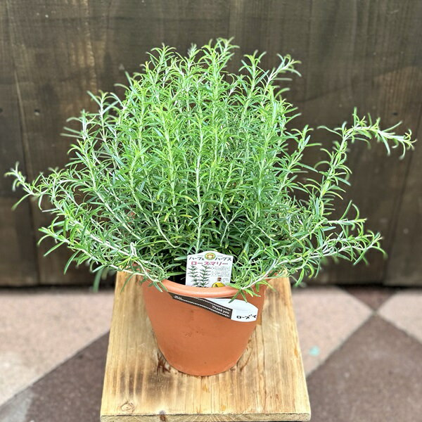 おしゃれ 観葉植物 ハーブ：ローズマリー *6号 rosemary