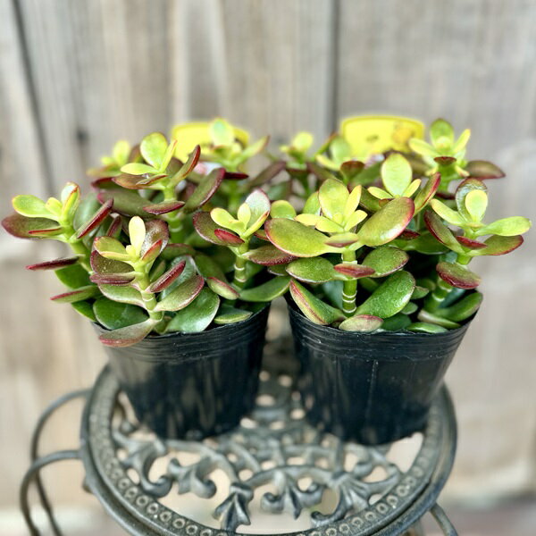 楽天市場】金 の なる 木 斑入りの通販