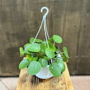 おしゃれ 観葉植物：ピレア ペペロミオイデス 5号吊り鉢 Pilea パンケーキプランツ