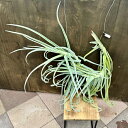 観葉植物：チランジア エアープランツ ドラティ 現品*ドゥラティ エアプランツ tillandsia duratii