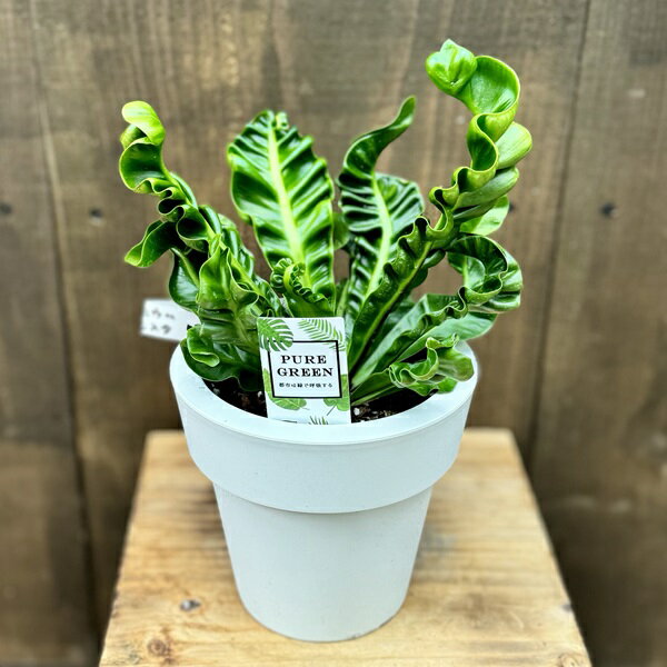 商品説明 Asplenium Rasta 科目：チャセンシダ科／属名：アスプレニウム属 ／非耐寒多年草／耐寒温度5℃ （環境・生育状況により変わります） 撮影日：2024年4月 ※写真は見本となります。樹形やボリュームなど多少異なります。 ※植物ですのでお届け時期により状態は変わります。 ※鉢の色や形状が変更となる場合があります。 ※写真の小物など記載以外の物は商品に含まれません。 サイズ 鉢径：約15cm(プラポット)　全高：約25〜30cm　幅：約10〜20cm　(撮影時) 育て方について ・置き場所 耐陰性がありますが、日光が当たった方が丈夫に育ちます。 直射日光には弱いので当てないようにしましょう。 ・水やり 5〜9月の生育期には、表土が乾いたらたっぷりと水やりし、葉水も十分にあげます。 冬場は表土が乾いて2〜3日してから与え、やや乾燥気味に管理しましょう。 ◆ご購入後、詳しい手入れ方法を知りたい方は、メール・電話等でお問い合わせ下さい。 納期配達ご希望日時のご指定ができます。 お急ぎの場合は午前中までにご注文の場合、即日発送も可能です。