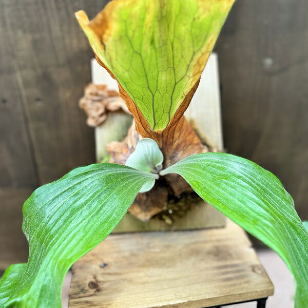 おしゃれ　観葉植物：ビカクシダ コウモリラン エレマリア 板付け*吊り
