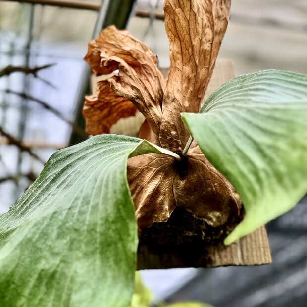 おしゃれ　観葉植物：ビカクシダ コウモリラン エレマリア 板付け*吊り