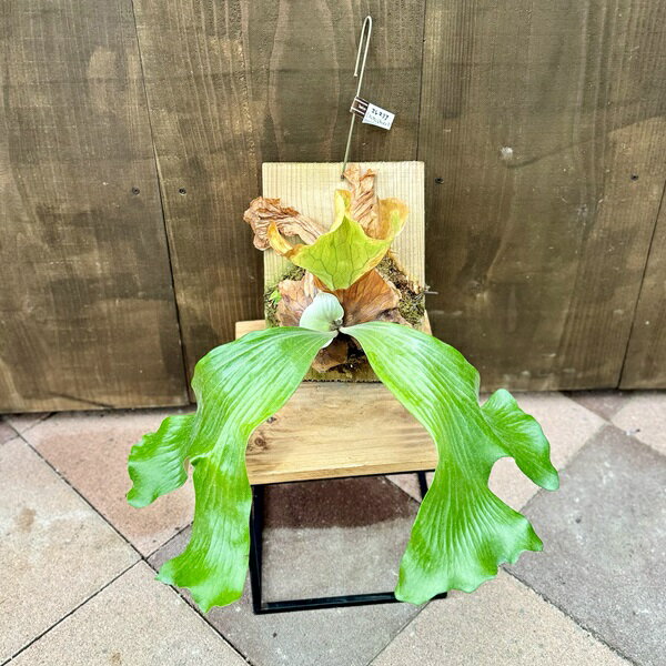 おしゃれ　観葉植物：ビカクシダ コウモリラン エレマリア 板付け*吊り