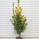 庭木・植木:黄金マサキ(おうごんまさき)*オウゴンマサキ