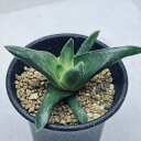 多肉植物:ハオルチア ワイドスターキアナ*S 幅7.5cm