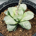 多肉植物:ハオルチア クロマチカ(Kransrivermondo)×ミュータントピグマエア 実生苗*幅6.5cm 現品!一品限り