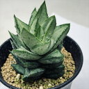 多肉植物:アストロロバ ハリー*幅6cm 現品 一品限り