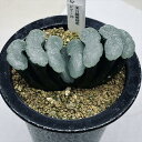 多肉植物:ハオルチア 玉扇 FT-20*幅9.5cm 現品!一品限り