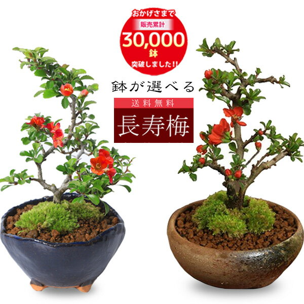 盆栽 特選：三河黒松*　現品 くろまつ　クロマツ　Kuromatsu bonsai 小品盆栽