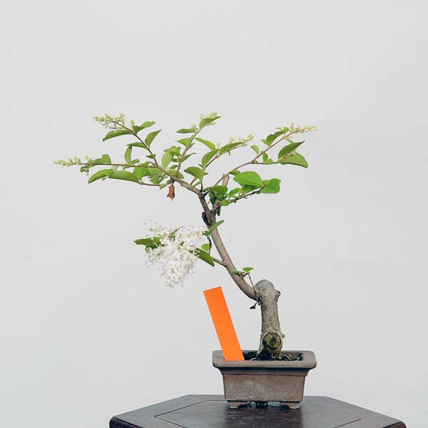 盆栽：木葉の随菜（コバノズイナ）現品*こばのずいな Itea virginica bonsai　ミニ盆栽