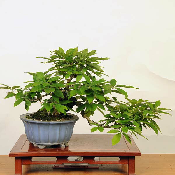 盆栽 特選：小楢（こなら・コナラ）*現品 Quercus serrata　konara bonsai 中品盆栽