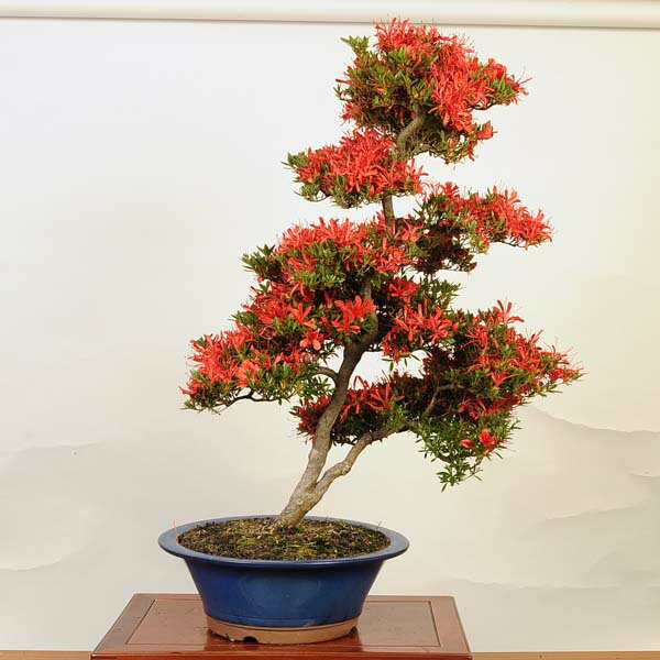 盆栽：特選皐月(金采)現品*さつき　サツキ Rhododendron indicum satsuki bonsai　大品盆栽 佐川便配送