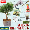 盆栽入門!初心者、盆栽はじめる方にも:小品盆栽 黒松と盆栽道具7点セット*セット割 道具セットお手入れ 和 祝い ギフト gift 誕生日祝 開店祝 御祝 趣味...