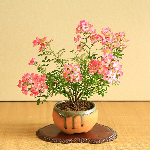 盆栽：雅バラ（信楽焼鉢）*みやびばらミヤビバラ一重ピンク bonsaiのサムネイル