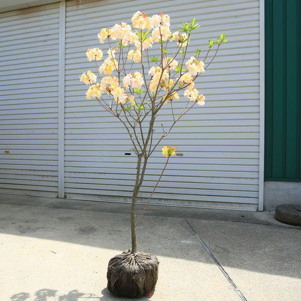 特撰庭木　植木　花木：エクスバリーアザレア　（ジャックアンドサンド）樹高120cm　*れんげつつじ　レンゲツツジ　エクスバリー　佐川急便