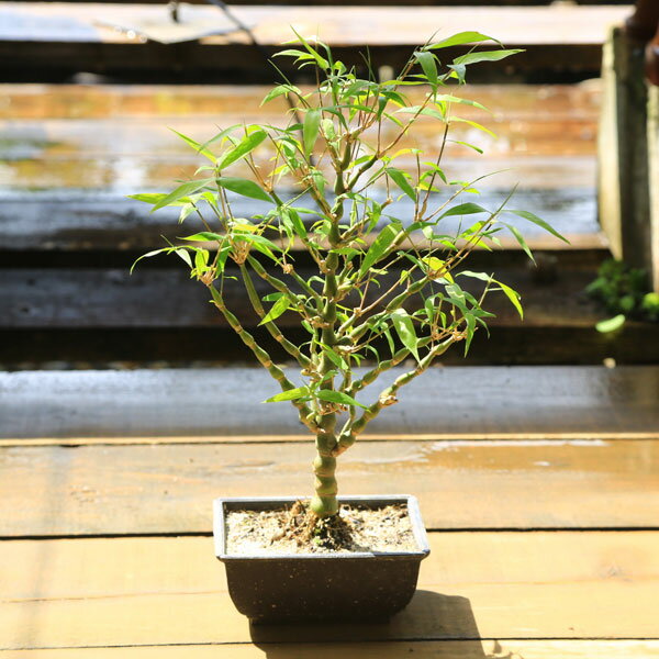 庭木・植木・盆栽向き：大福竹（らっきょう竹）ブッタンチク*　ぶったん竹　仏肚竹　だいふくちく　らっきょ竹