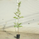 庭木 植木:ピンクシャラ(桃花夏椿) ピンクシャラの木 樹高160cm*佐川急便