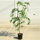 庭木 植木:ピンク枝垂れエゴ 赤花シダレエゴ(しだれエゴの木 桃花)* ピンクエゴ 樹高100cm 佐川急便