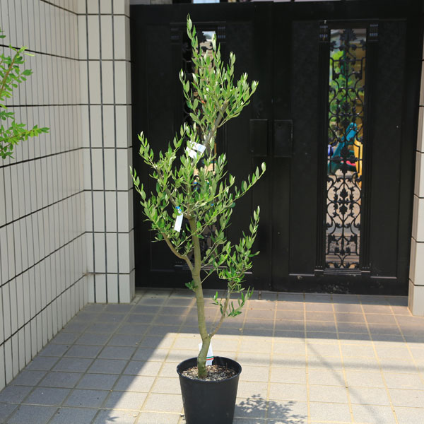 楽天市場】ルッカ オリーブ(観葉植物|花・観葉植物):花 楽天市場】ルッカ オリーブ(観葉植物|花・観葉植物):花