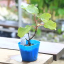 庭木・植木・苗:キウイの苗 オス木* お選びください。(トムリor孫悟空)きうい