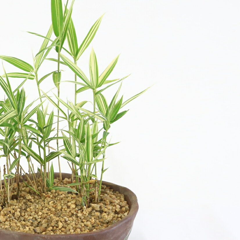 盆栽：山野草　縞笹寄せ（瀬戸焼鉢）*bonsai