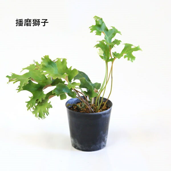 苗:山野草 イワオモダカ * 品種お選びくださいの紹介画像2