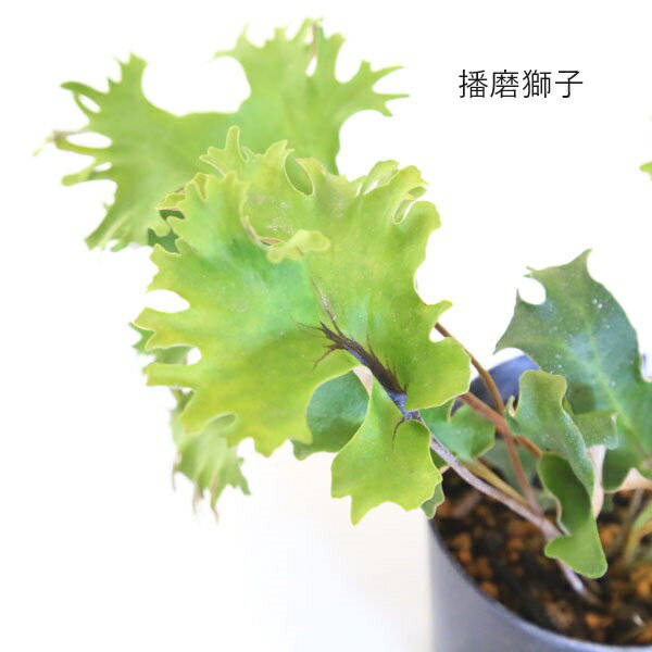 苗:山野草 イワオモダカ * 品種お選びくださいの紹介画像3