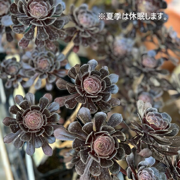 ������졡���տ�ʪ���������˥��ࡡ��ˡ��*3.5��ץ�ݥå�