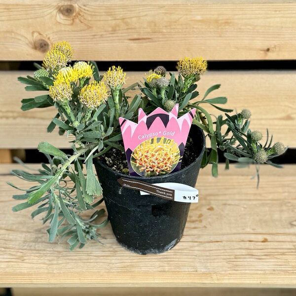 おしゃれ　観葉植物　鉢花：リューコスペルマム　カリプソゴールド*リュウコスペルマム　ピンクッション　5号