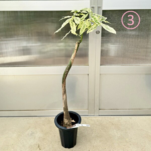 おしゃれ　観葉植物：斑入りパキラ　ミルキーウェイ*プラポット　現品3番