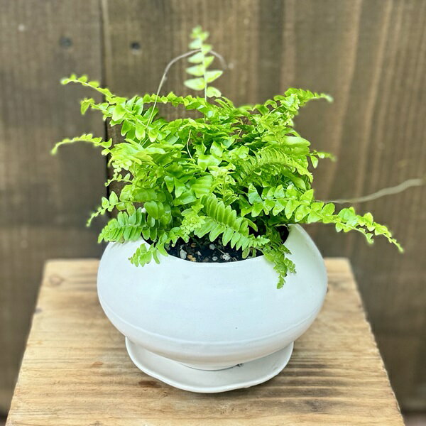 おしゃれ 観葉植物：ネフロレピス ツデー 鉢植え*受皿付