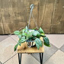 おしゃれ 観葉植物:ホヤ カウダータ スマトラ*5号吊り鉢