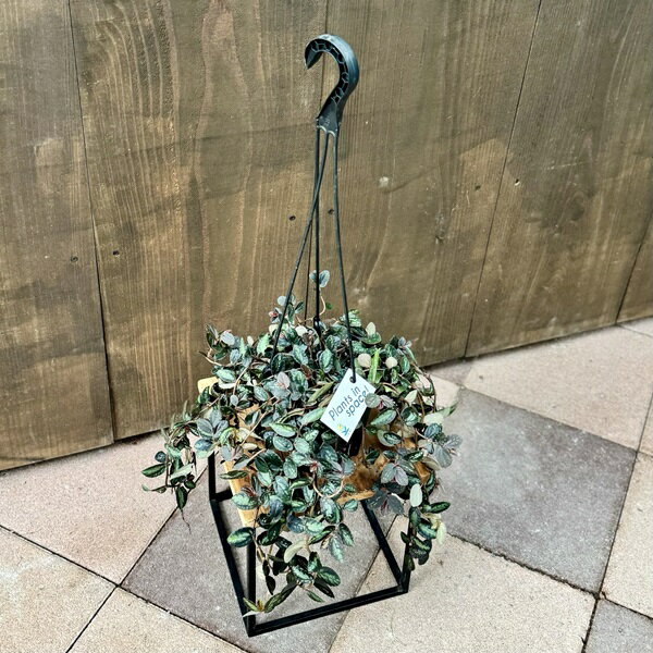 おしゃれ 観葉植物：ペリオニア レペンス*5号 吊り鉢