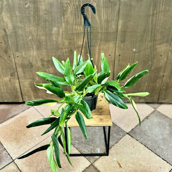 Rakuten - おしゃれ 観葉植物：フィロデンドロン コブラ*5号吊り鉢