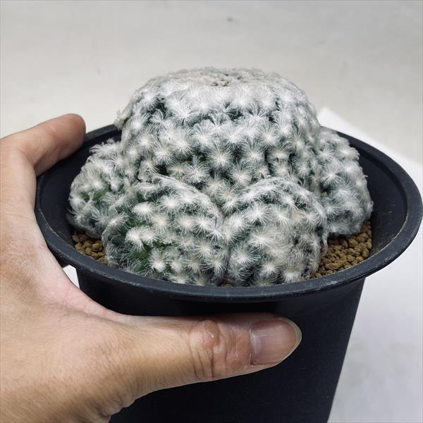 ���ܥƥ󡧥ޥߥ�ꥢ ����*��10cm