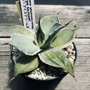 多肉植物:アガベ アイスクリーム 絣斑*幅9cm 現品!一品限り