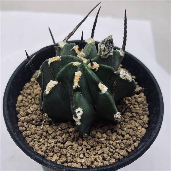 サボテン：アストロフィツム 大鳳玉 実生*幅5.5cm　現品！一品限り　※傷あり