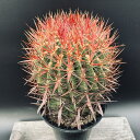 サボテン:フェロカクタス 神仙玉 南方形*幅16cm 現品!一品限り ★根未確認