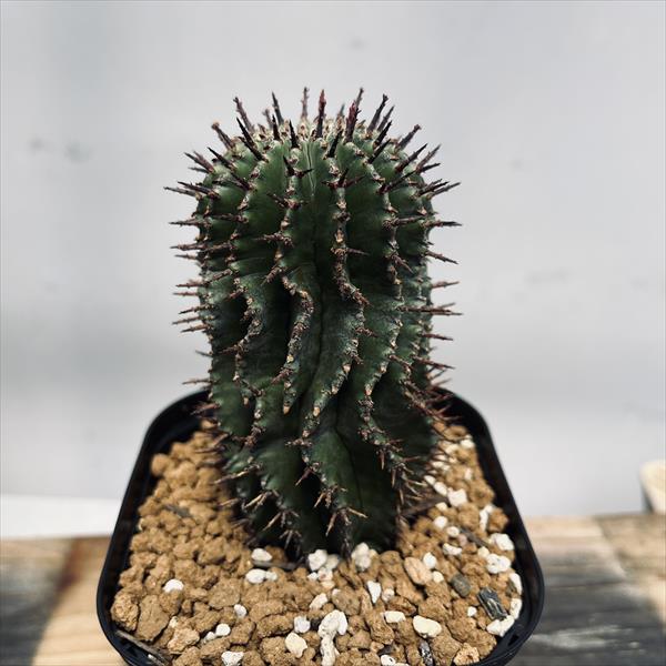 多肉植物：ユーフォルビア ポリゴナ 幅6cm