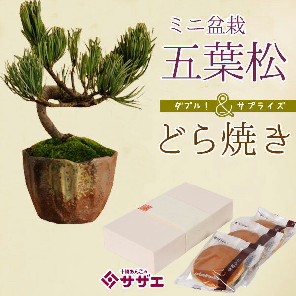 父の日 ギフト プレゼント　ミニ盆栽：五葉松（瀬戸焼鉢）＆どら焼きセット*bonsai