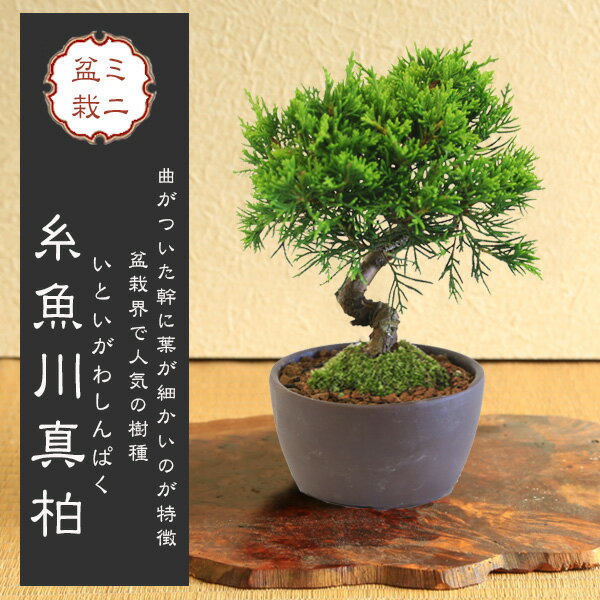 楽天市場】開店祝い 観葉植物(種類(植物)クロマツ(黒松 楽天市場】開店祝い 観葉植物(種類(植物)クロマツ(黒松