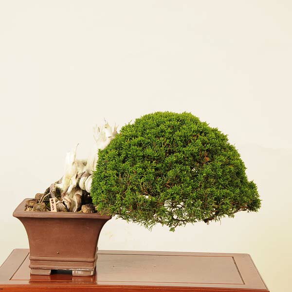 盆栽 特選：糸魚川真柏* 現品 しんぱく シンパク　Shinpaku bonsai 大品盆栽 大型ヤマト便配送