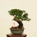 盆栽 特選:獅子頭(シシガシラ)紅葉 現品 *もみじ モミジ Acer momiji bonsai 小品盆栽
