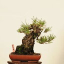 盆栽 特選:三河黒松*(鉢カケ有) 現品 くろまつ クロマツ Kuromatsu bonsai 小品盆栽